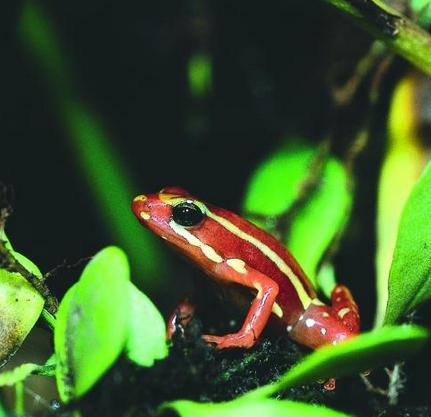 箭毒蛙是毒性最強(qiáng)的物種之一