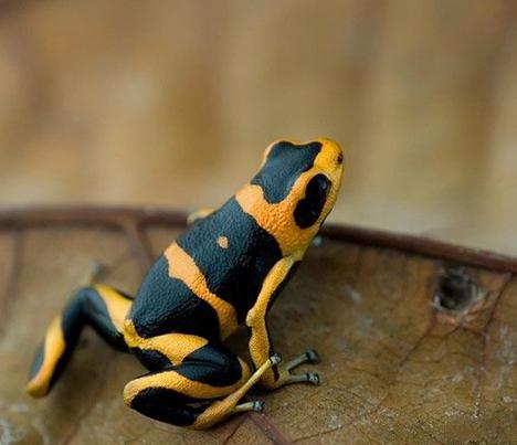 箭毒蛙是毒性最強(qiáng)的物種之一