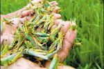 河南蝗災(zāi) 8月大旱黃河灘蝗災(zāi)肆虐