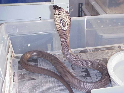 客車偷運百條眼鏡蛇