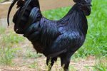 售價1.5萬的純黑蘭博雞尼 是印尼超級大烏雞