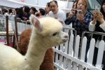 北京東直門來福士商場現神獸 羊駝草泥馬引圍觀