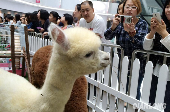 北京東直門來福士商場現神獸羊駝草泥馬