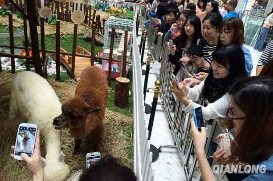 北京東直門來福士商場現神獸羊駝草泥馬