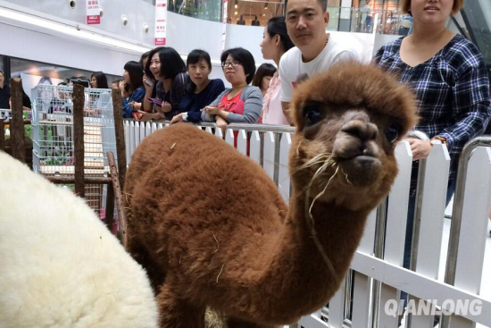 北京東直門來福士商場現神獸羊駝草泥馬