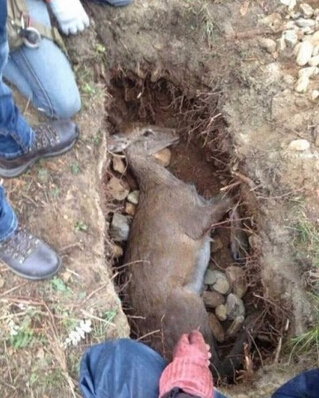 網(wǎng)曝導(dǎo)演張揚(yáng)虐殺母鹿