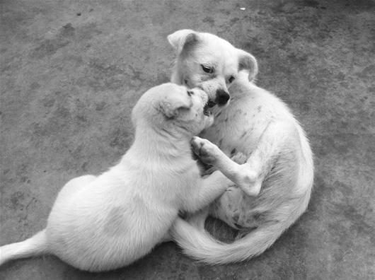 串串和小狗在嬉鬧