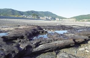 舟山發現千年古木層遺跡