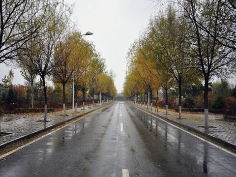 南方樹葉還很綠,內(nèi)蒙古已經(jīng)秋葉落盡