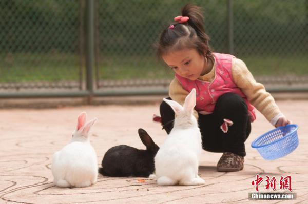 廣西兔子倒立行走