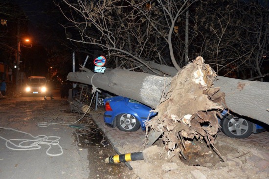 北京大風(fēng)刮倒大樹(shù)