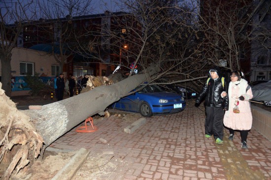 北京大風(fēng)刮倒大樹(shù)