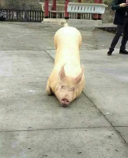 豬到寺院跪拜