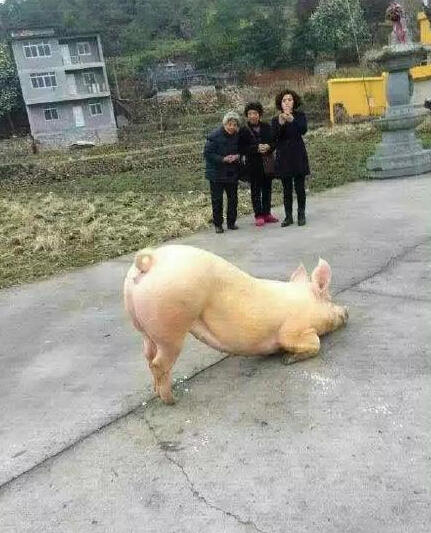 豬到寺院跪拜