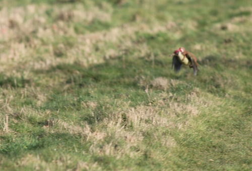 黃鼠狼騎在啄木鳥(niǎo)的背上