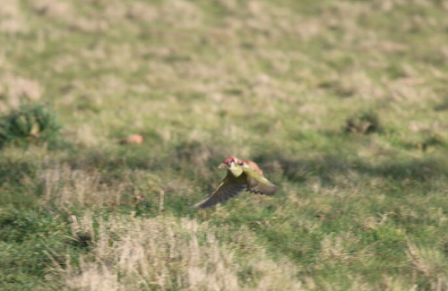 黃鼠狼騎在啄木鳥的背上
