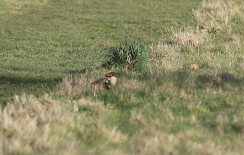黃鼠狼騎在啄木鳥的背上