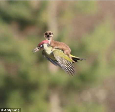 黃鼠狼騎在啄木鳥的背上遭網友惡搞