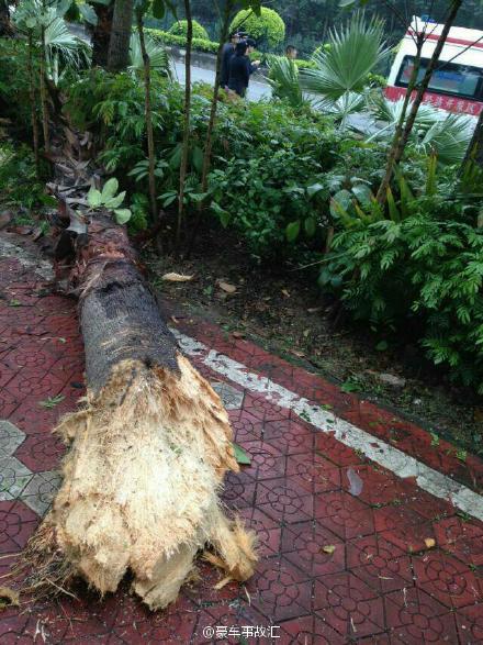 佛山法拉利撞樹