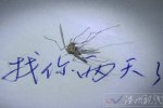 溫州3月份天氣就有蚊子了 書房里有一只蚊子找了2天