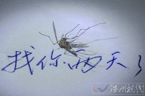 溫州3月份天氣就有蚊子