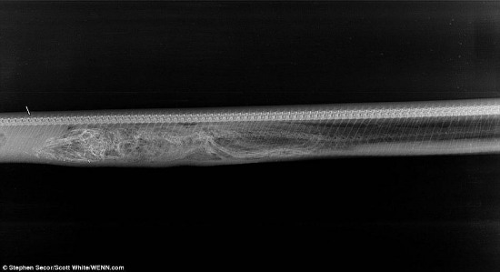 緬甸蟒蛇吞食鱷魚后的消化過程