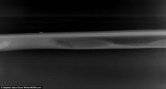 緬甸蟒蛇吞食鱷魚后的消化過程