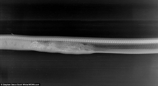 緬甸蟒蛇吞食鱷魚后的消化過程