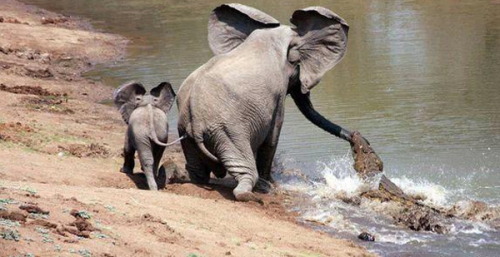 大象被鱷魚咬住鼻子