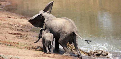 大象被鱷魚咬住鼻子