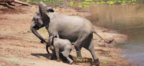 大象被鱷魚咬住鼻子
