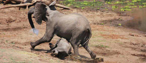 大象被鱷魚咬住鼻子