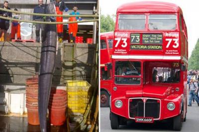 漁民捕獲巨型鰻魚(yú)