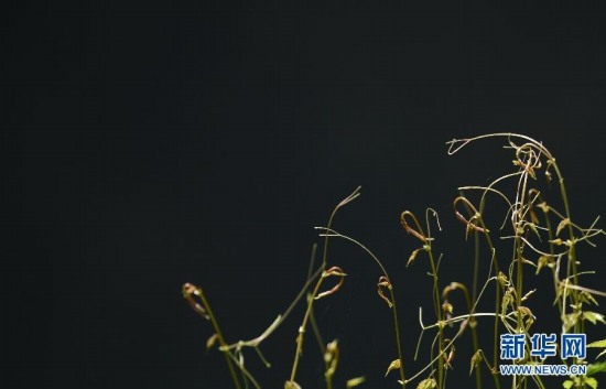 湖北驚現(xiàn)神秘天坑