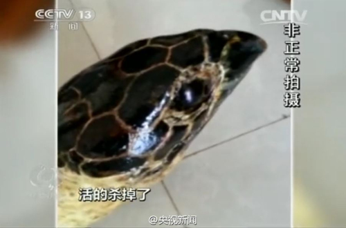 百歲龜遭開水燙死