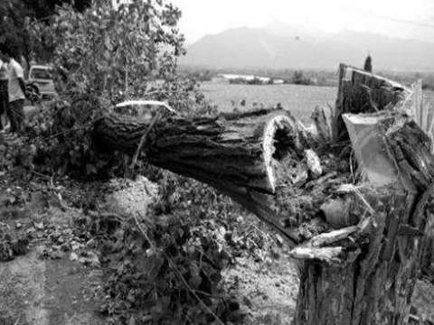 西安街頭大風(fēng)刮斷大樹(shù) 過(guò)路男子被砸身亡