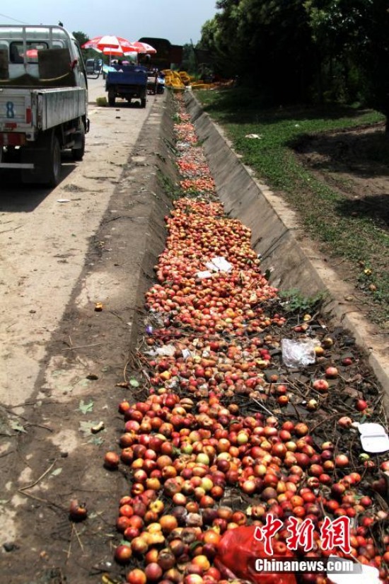 陜西多地油桃滯銷