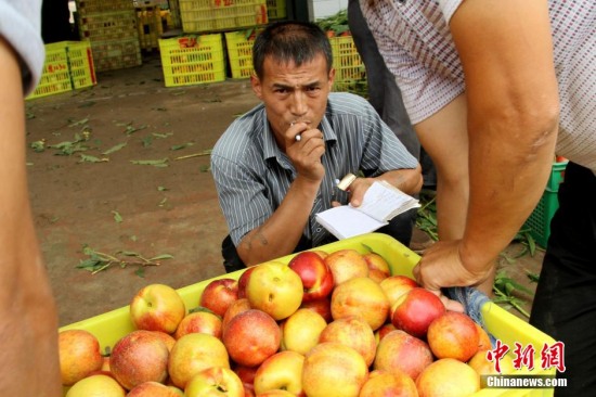 陜西多地油桃滯銷