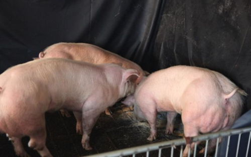 轉基因培育肌肉豬