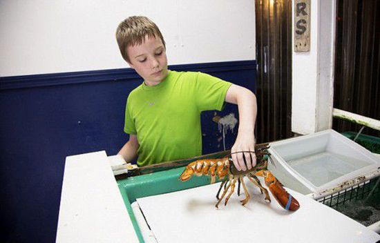 美國捕獲雙色龍蝦