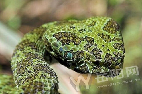 湖南查獲烙鐵頭蛇