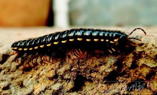 長得像蜈蚣的蟲子