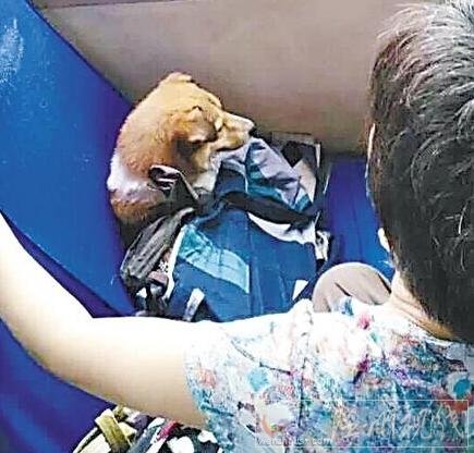 公交車上大媽為狗刷卡占座