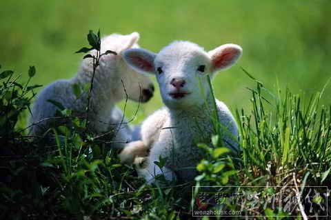 貨車撞死41只羊照片