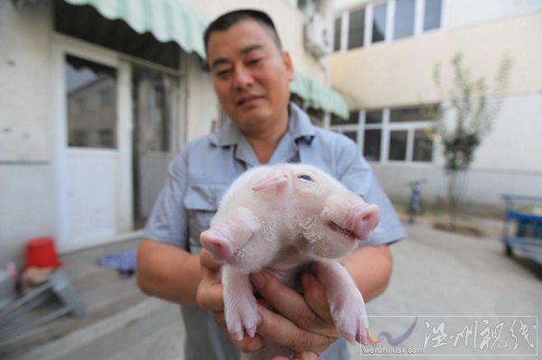 天津現(xiàn)雙頭豬現(xiàn)已死亡