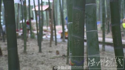 景區(qū)紀(jì)念竹林給游客刻字