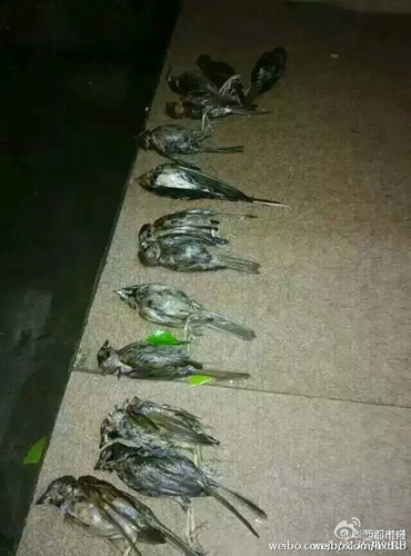 圖為被砸死的燕子和麻雀。