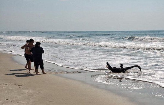 美國南卡羅來納州海灘驚現鱷魚沖浪