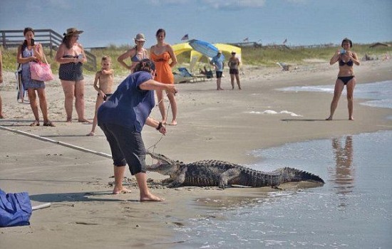 美國南卡羅來納州海灘驚現鱷魚沖浪