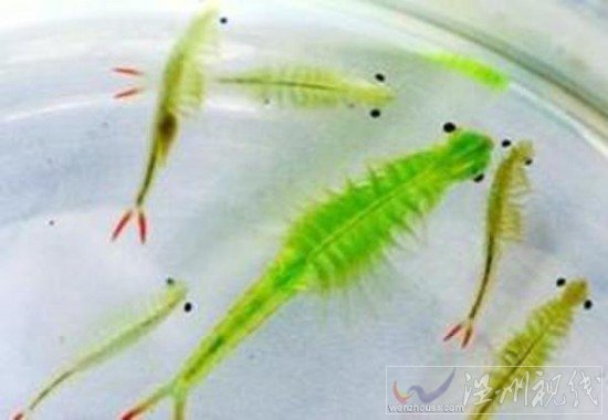 滄州疑現仙女蝦